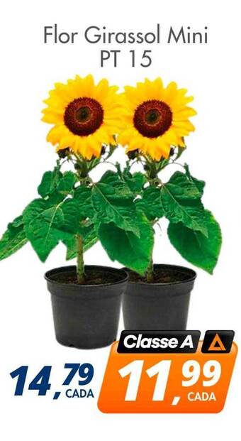 Delta Supermercados Flor girassol mini pt 15 oferta