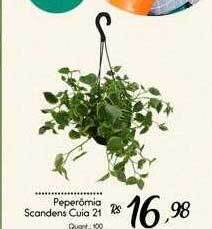 Giassi Supermercados Peperõmia scandens cuia 21 oferta