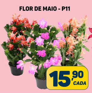 Dom Atacadista FLOR DE MAIO - P11 oferta