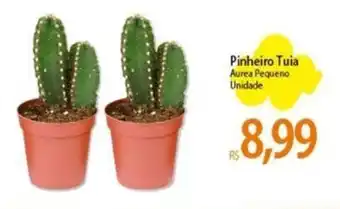 Pinheiro Tuia Aurea Pequeno Unidade