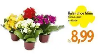 Atacadão Kalanchoe Mine Várias cores unidade oferta