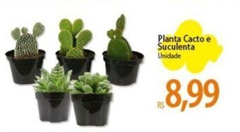 Atacadão Planta Cacto e Suculenta Unidade oferta