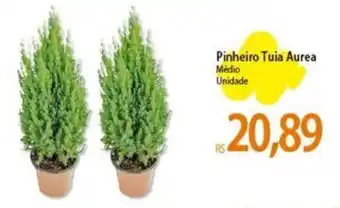 Pinheiro Tuia Aurea Médio Unidade