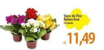 Atacadão Vaso de Flor Kalanchoe Unidade oferta