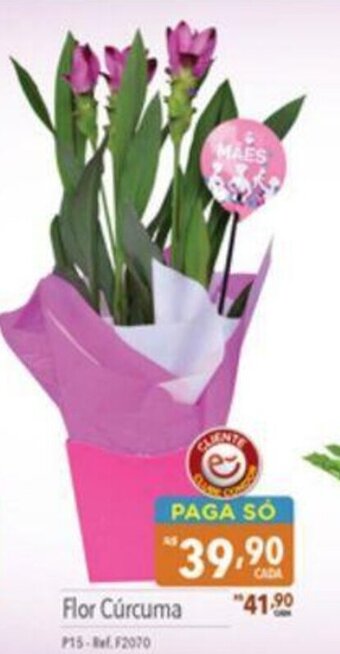 Supermercados Condor Flor Gérbera oferta