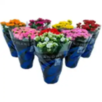 Santo Supermercados Flor kalanchoe dobrado p11 oferta