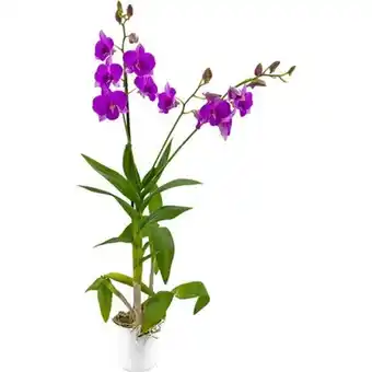 Imec Supermercados Flor orquídea denphalen p13 oferta