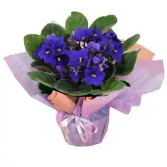 Flor violeta p11