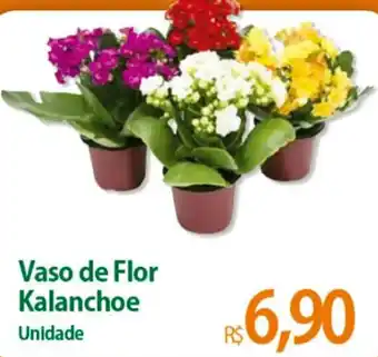 Atacadão Vaso de Flor Kalanchoe Unidade oferta