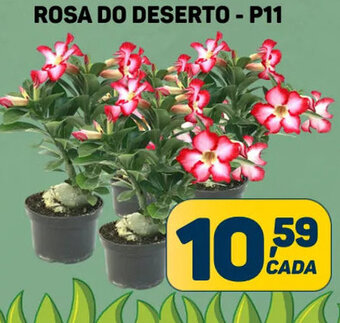 ROSA DO DESERTO - P11