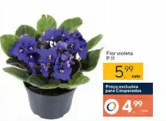 Coop Flor Violeta oferta