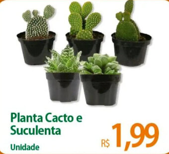 Atacadão Planta Cacto e Suculenta Unidade oferta