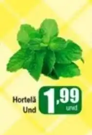 Hortela