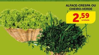 Alface crespa ou cheiro verde