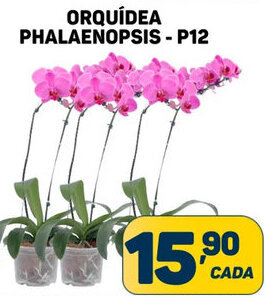ORQUÍDEA PHALAENOPSIS - P12