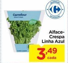 Alface crespa linha azul