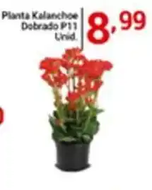 Planta Kalanchoe Dobrado P11