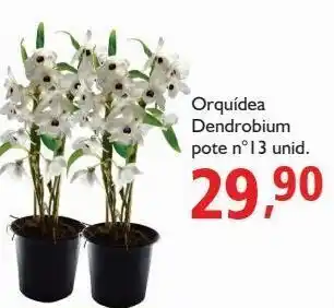 Supermercados ABC Orquídea dendrobium pote nº 13 unid. oferta