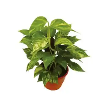 Flor jiboia verde c21