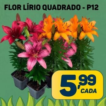 FLOR LÍRIO QUADRADO - P12