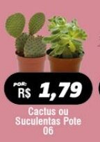 Cactus ou Suculentas Pote 06
