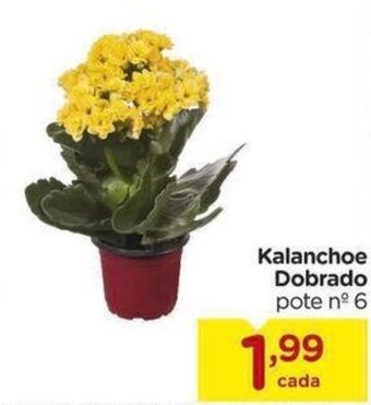 Carrefour Kalanchoe Dobrado pote nº 6 oferta
