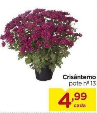 Crisântemo pote nº 13