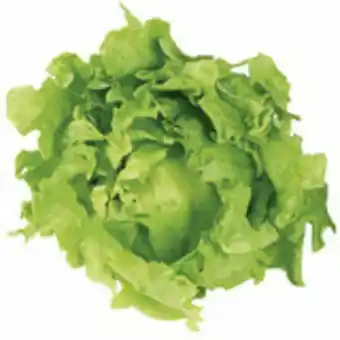 Hortifruti Alface americana - maço oferta