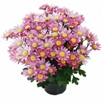 Serrano Supermercado Flor mini crisantemo pote un oferta
