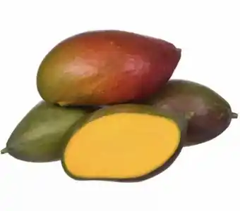 Manga palmer kg