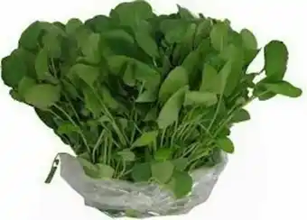 Agrião hidropônico un