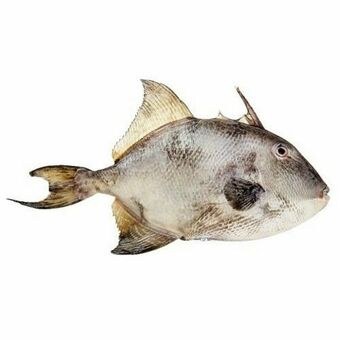 Peixe porquinho inteiro fresco kg