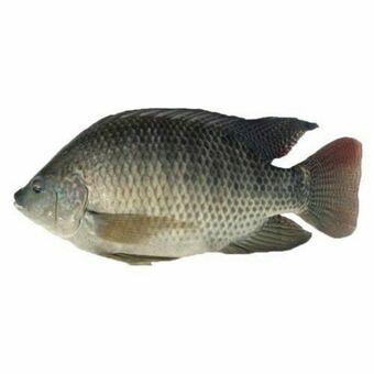 Peixe tilápia inteira fresca