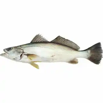 Peixe pescada branca inteira fresca kg
