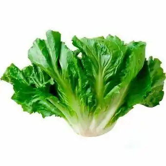 Escarola maço