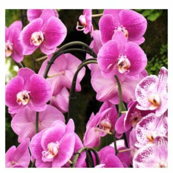Flor natural phalaenopsis mix pote 12