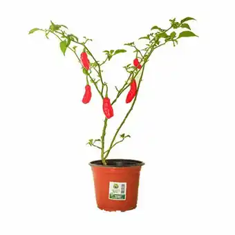 Semear shv pimenta de cheiro und