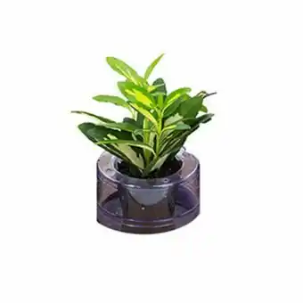 Supermercado Taquaral Flor hidrocultura variado p05 planta ornamental oferta