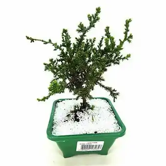 Bonsai junior unidade 550ml