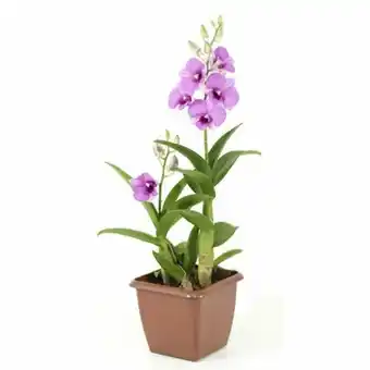 Supermercado Taquaral Flor orquidea denphalaen pt12 oferta