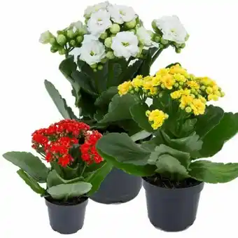 Flor kalanchoe dobrado mini p09