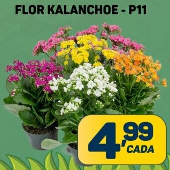 Dom Atacadista FLOR KALANCHOE - P11 oferta