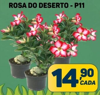 ROSA DO DESERTO - P11