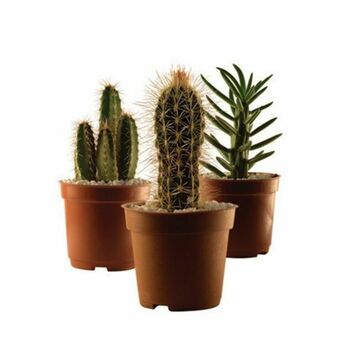 Planta catarinense cactus mini un pt06