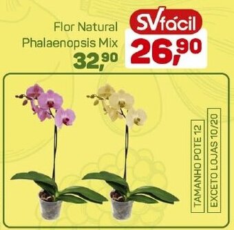 Supermercados São Vicente Flor Natural Phalaenopsis Mix oferta