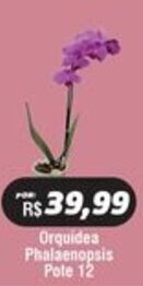 Orquidea Phalaenopsis Pote 12