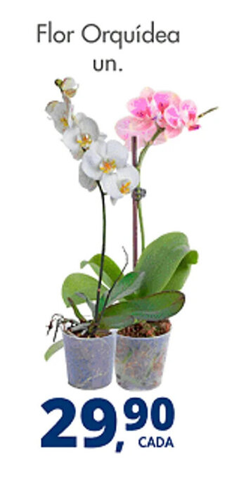 Delta Supermercados Flor Orquídea un. oferta