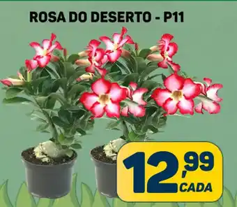 Dom Atacadista ROSA DO DESERTO - P11 oferta