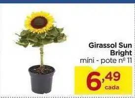 Girassol Sun Bright