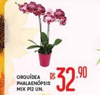 Proença Supermercados Orquídea Phalaenópsis Mix P12 oferta